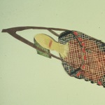 Jody Isaacson